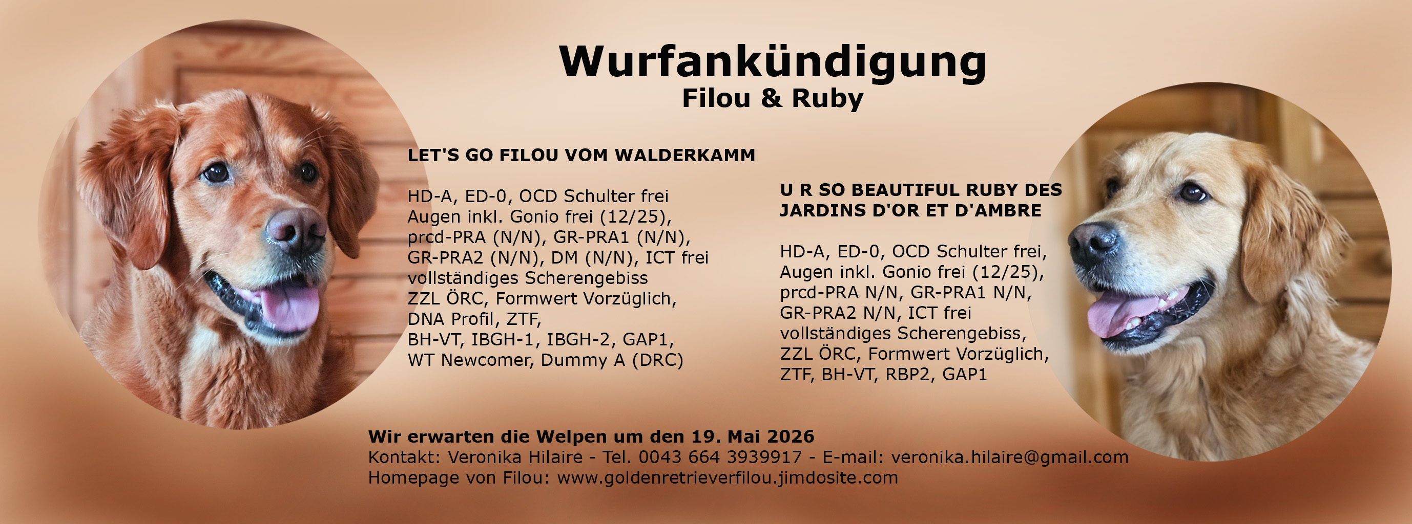 Wurfankündigung Jack x Ruby header FB